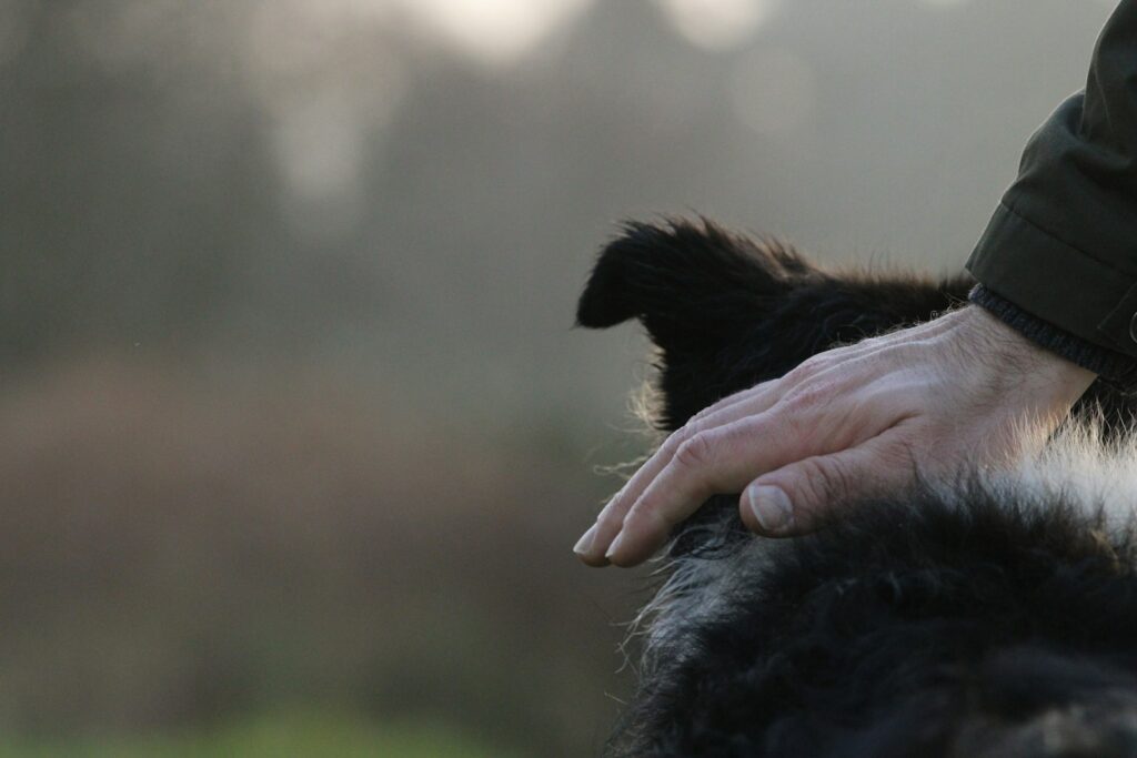 Owner gently petting an older black and white dog in soft outdoor light