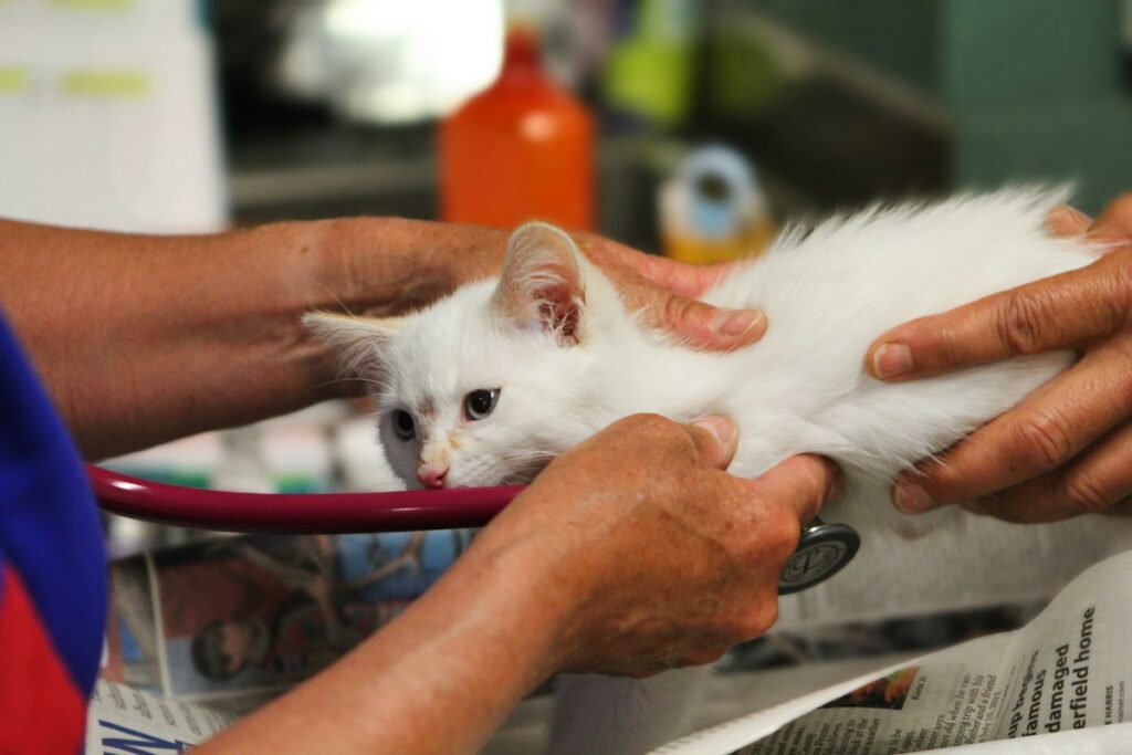 Cat getting a checkup at a veterinary clinic