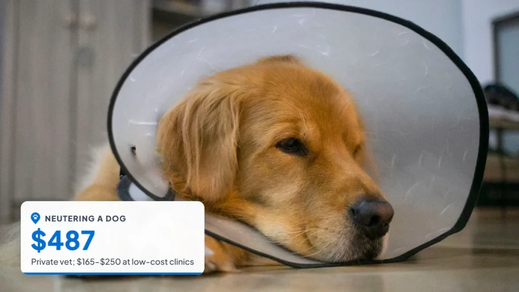 Golden retriever resting in a recovery cone. Badge: Neutering a dog, $487.
