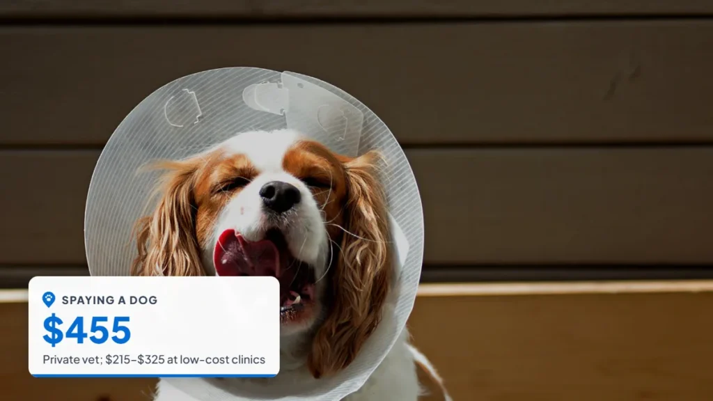 Cavalier King Charles spaniel wearing a protective cone outdoors. Badge: Spaying a dog, $455.