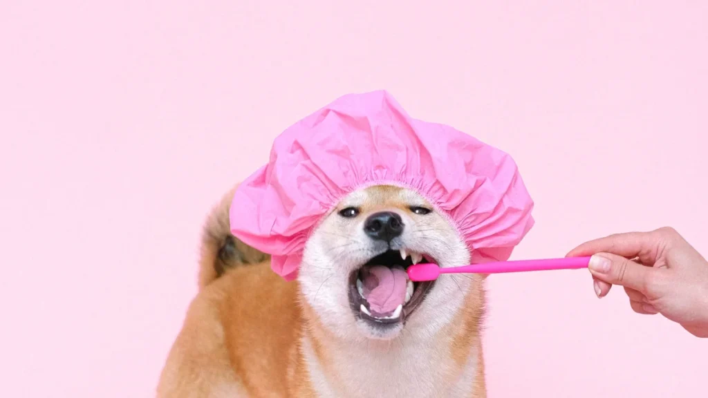 Shiba Inu in a shower cap getting its teeth brushed