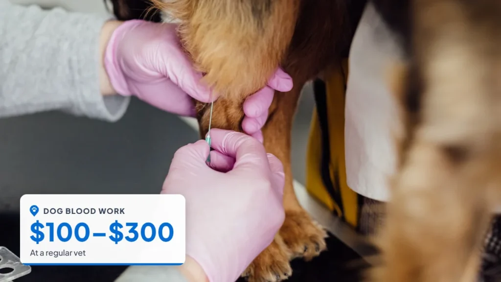 Veterinarian with a syringe at a small dog's front leg. Badge: Dog blood work, $100–$300.