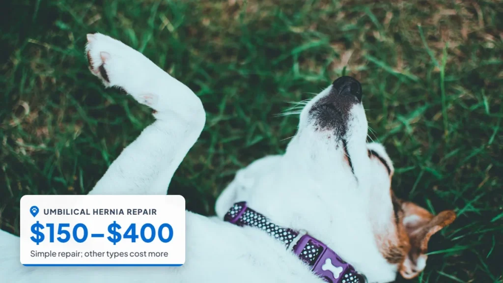 Jack Russell terrier lying on its back on the grass. Badge: Umbilical hernia repair, $150–$400.