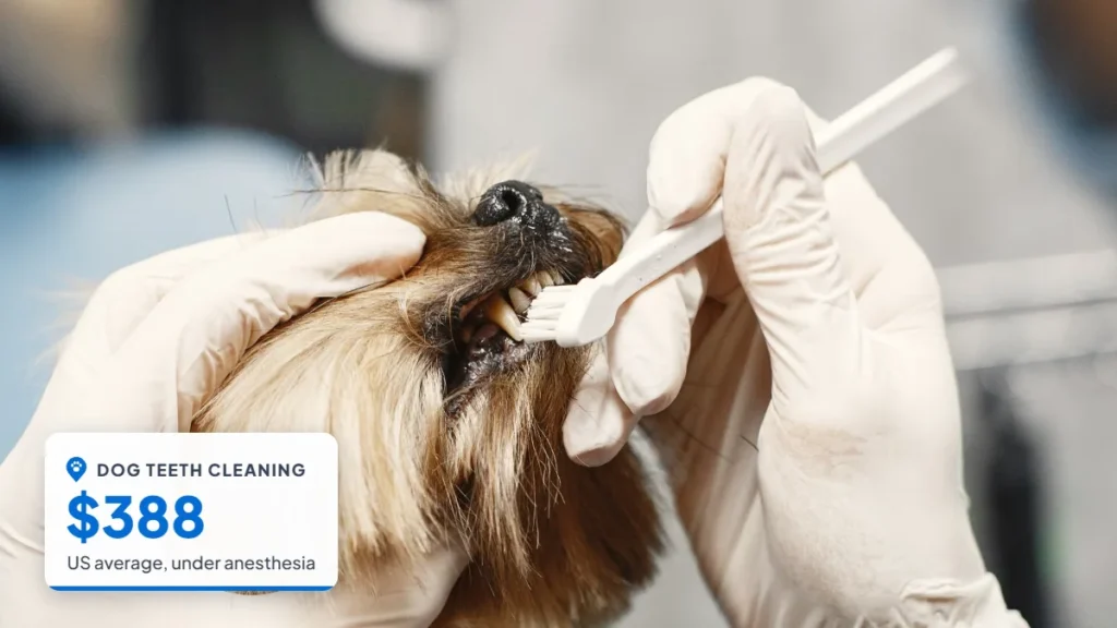 Veterinarian brushing a small dog's teeth with gloved hands. Badge: Dog teeth cleaning, $388.