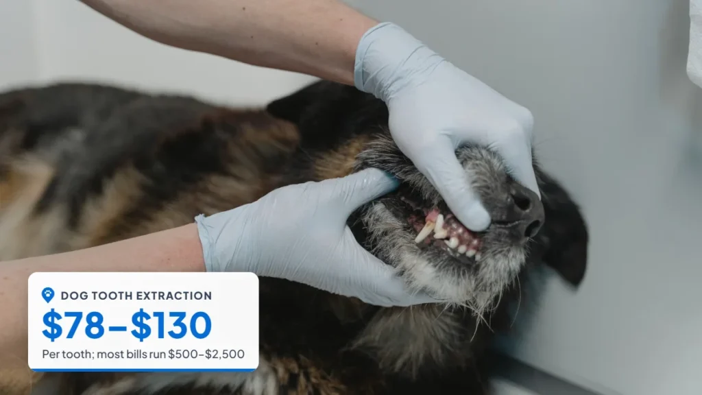 Veterinarian checking a dog's teeth and gums. Badge: Dog tooth extraction, $78–$130.