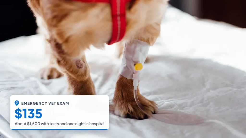 Small dog with an IV line in its leg at a veterinary hospital. Badge: Emergency vet exam, $135.