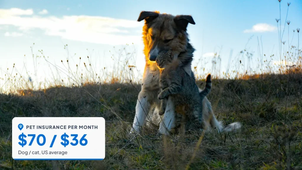 Cat rubbing against a dog on the grass. Badge: Pet insurance per month, $70 / $36.