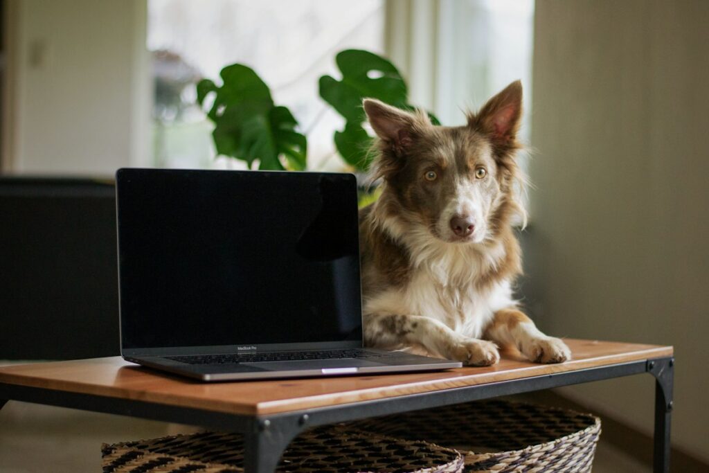 Border collie resting next to an open laptop