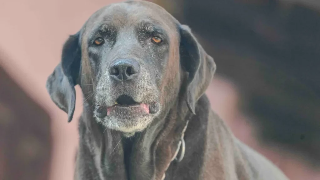 Senior chocolate Labrador with a gray muzzle