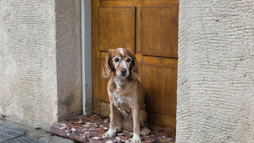 Dog sitting patiently by an old wooden door
