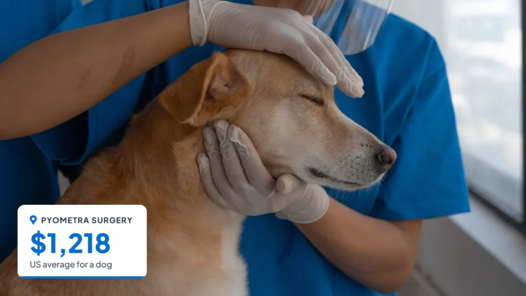Veterinarian in blue scrubs comforting a light brown dog with its eyes closed. Badge: Pyometra surgery, $1,218.